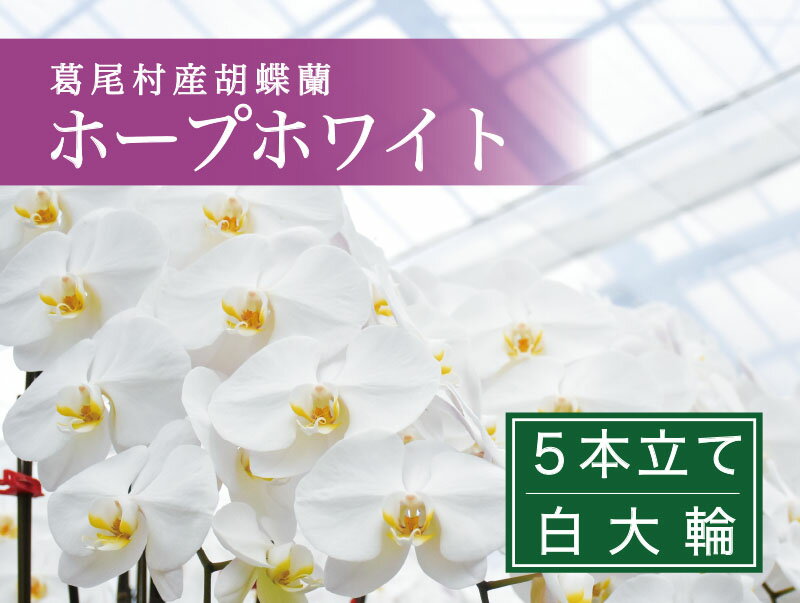 【ふるさと納税】大輪コチョウラン5本立て　2024年8月発送分　産地直送　ギフトやお祝いに最適　送料無料