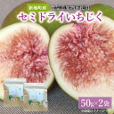 【ふるさと納税】いちじく セミドライフルーツ 50g×2袋 国産 添加物不使用 加工品 おやつ ドライフルーツ 柔らか|美容 スイーツ しっとり 持ち運び