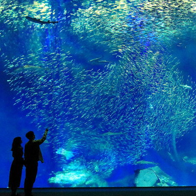 【ふるさと納税】アクアワールド茨城県大洗水族館　貸切1時間プ