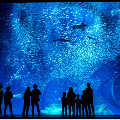 アクアワールド茨城県大洗水族館 貸切3時間プラン(イルカ・アシカオーシャンライブ付)[配送不可地域:離島・沖縄県]