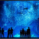 【ふるさと納税】アクアワールド茨城県大洗水族館 貸切3時間プラン(イルカ・アシカオーシャンライブ付)【配送不可地域:離島・沖縄県】【1424655】