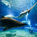 【ふるさと納税】アクアワールド茨城県大洗水族館 年間パスポート(大人2名分)【配送不可地域:離島・沖縄県】【1510278】