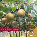【ふるさと納税】【数量限定!】桧山果樹園の茨城県ブランド梨 恵水5kg【配送不可地域:離島・沖縄県】【1645131】