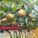 【ふるさと納税】【数量限定!】桧山果樹園の茨城県ブランド梨 特選恵水5kg【配送不可地域:離島・沖縄県】【1645132】