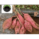【ふるさと納税】【12月より順次発送予定】山一ファーム 熟成貯蔵 さつまいも 5kg 紅はるか(S~Lサイズ)【配送不可地域:離島・沖縄県】【1647853】