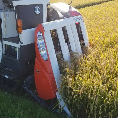 【ふるさと納税】茨城県産こしひかりミックス 白米5kg 令和7年産【配送不可地域：離島・沖縄県】【1700053】