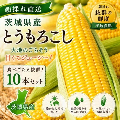 [茨城県産]マルカファームの朝採れ「とうもろこし」10本セット[配送不可地域:離島・沖縄県]