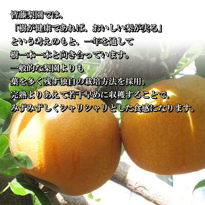 【ふるさと納税】【先行予約・数量限定】皆藤梨園 恵水　5kg(12～8玉) 　2026年8月下旬順次発送【配送不可地域：離島・沖縄県】【1758134】