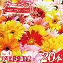 【ふるさと納税】【12ヶ月定期便】旬の水戸市常澄のガーベラ カラフルミックス20本【ガーベラ 産直 サプライズ フラワーアレンジ 花 お花 贈り物 誕生日 母の...