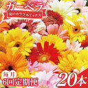 【ふるさと納税】【6ヶ月定期便】旬の水戸市常澄のガーベラ カラフルミックス20本【ガーベラ 産直 サプライズ フラワーアレンジ 花 お花 贈り物 誕生日 母の日...
