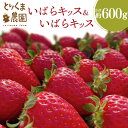 【ふるさと納税】【2024年1月中旬発送開始】 いばらキッス&いばらキッス いちご 苺 イチゴ とりくま農園 茨城県(GN-4)