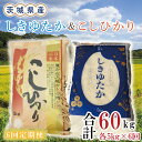 【ふるさと納税】【6ヶ月定期便】茨城県産しきゆたか