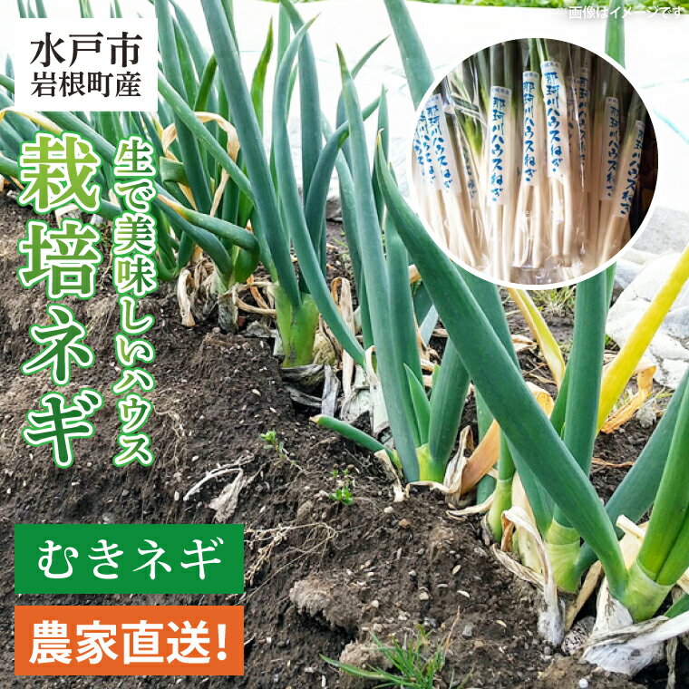 農家直送!水戸市岩根町の生で美味しいハウス栽培ネギ!(むきネギ40本〜50本)(FD-2)