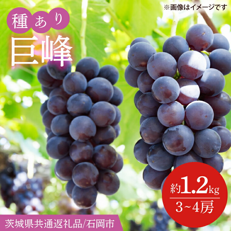 【ふるさと納税】【先行予約】巨峰　約1.2kg（3～4房）【茨城県共通返礼品/石岡市】（IT-1）