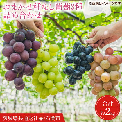 【先行予約】【期間限定】おまかせ 種なし葡萄 3種 詰め合わせ 約2kg【茨城県共通返礼品/石岡市】(IT-10)