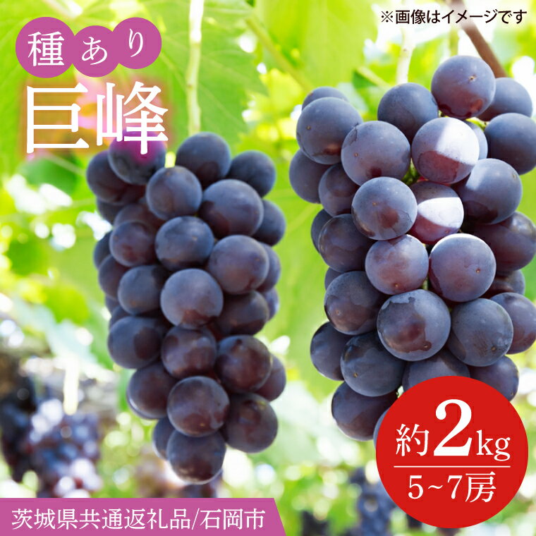 【先行予約】巨峰　約2kg（5～7房）【茨城県共通返礼品/石岡市】（IT-2）