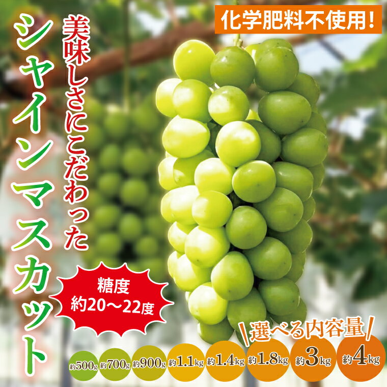 [先行予約][2025年9月以降発送][選べる内容量]糖度約20〜22度!美味しさにこだわったシャインマスカット 約500g〜約4000g 化学肥料不使用 農家直送[葡萄 ぶどう マスカット フルーツ 果物 くだもの 水戸市 水戸 茨城県](GG-10)