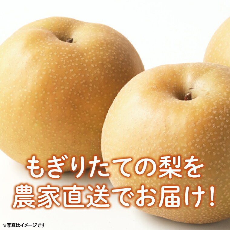 【ふるさと納税】8月中旬より発送 数量限定 もぎりたての梨！5kg！一番旬の品種をお届け！（幸水・豊水・秋月・新高いずれか1品種）（茨城県共通返礼品/石岡市）果物 くだもの フルーツ ナシ なし もぎたて 新鮮 旬 お取り寄せ 期間限定 茨城県 水戸市（KR-2）