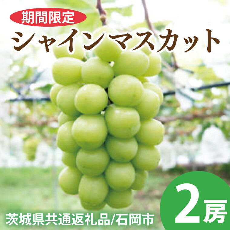 【ふるさと納税】【2025年9月以降順次発送】【先行予約】シャインマスカット2房【茨城県共通返礼品/石岡市】【農家直送 果物 くだもの 甘い 糖度 人気 フルーツ 葡萄 ぶどう ブドウ マスカット 種なし 減農薬 安全 安心 厳選 茨城県 20000円以内 2万円以内】(KS-1)