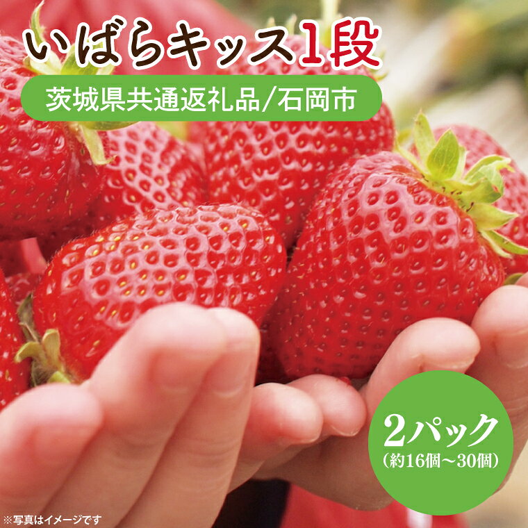 いちご いばらキッス1段（2パック）(茨城県共通返礼品／石岡市) 【苺 イチゴ 有機栽培 フルーツ 果物 濃厚 フレッシュ 茨城県】（KO-1）
