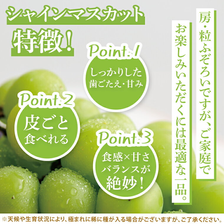 【ふるさと納税】【選べる容量】シャインマスカット家庭用約2kg or 約3kg【茨城県共通返礼品/石岡市】ぶどう 葡萄 マスカット フルーツ 果物 くだもの 訳あり 水戸市 茨城県（MF-9） f082015-mito-10002173 茨城県水戸市 サンプル画像3