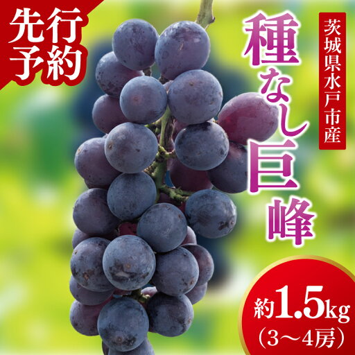 【ふるさと納税】【2025年9月上旬より順次発送】【数量限定】種なし巨峰 約1.5キロ(3~4房)【茨城県 巨峰 ブドウ ぶどう フルーツ 果物 くだもの 濃厚 種あり 15000円以内 1万五千円以内】(MA-1) 【ふるさと納税】【2025年9月上旬より順次発送】【数量限定】種なし巨峰 約1.5キロ(3~4房)【茨城県 巨峰 ブドウ ぶどう フルーツ 果物 くだもの 濃厚 種あり 15000円以内 1万五千円以内】(MA-1)