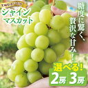 【ふるさと納税】【9月中旬より順次発送】【選べる内容量】糖度に驚く、贅沢な甘み!水戸市産シャインマスカット 2~3房【葡萄 ぶどう マスカット フルーツ 果物 くだもの 水戸市 茨城県 】(NL-1)