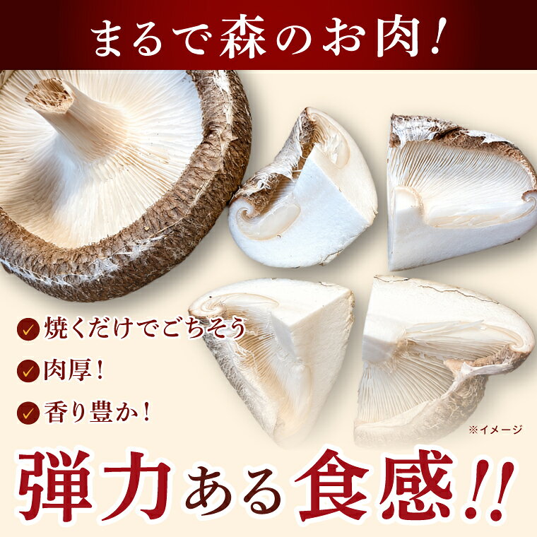 【ふるさと納税】10月下旬～3月下旬発送 茨城県水戸産 ジャンボ原木しいたけ 4個×2袋 生しいたけ 椎茸 シイタケ きのこ キノコ にく丸 希少 栄養豊富 水戸市 茨城県（OD-1）