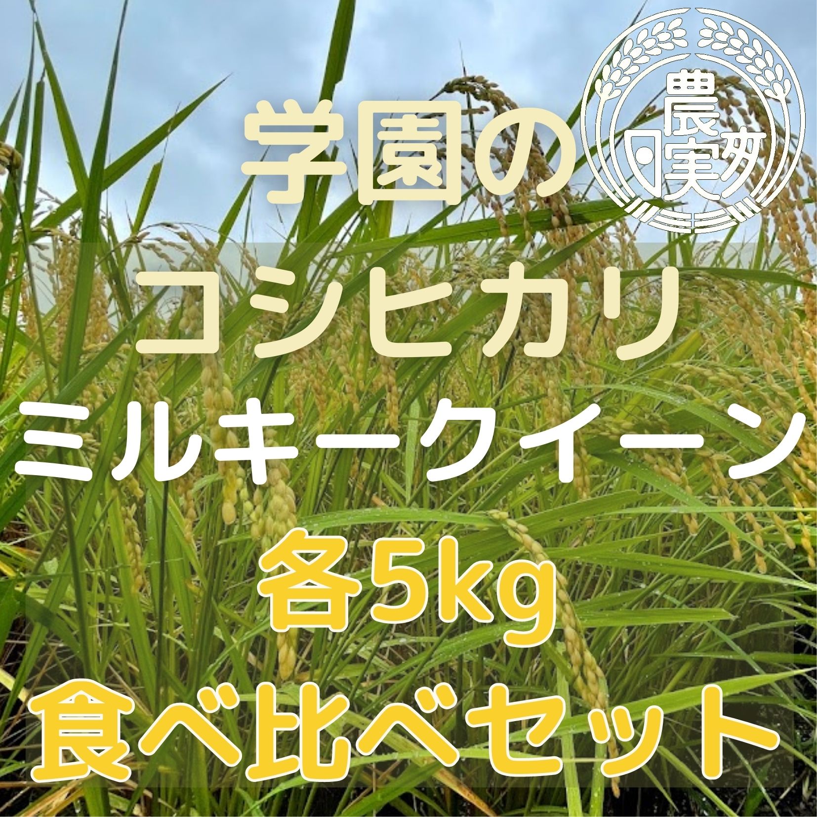 [令和5年産]学生と作ったコシヒカリ ミルキークイーン 計10kg(DN-3)