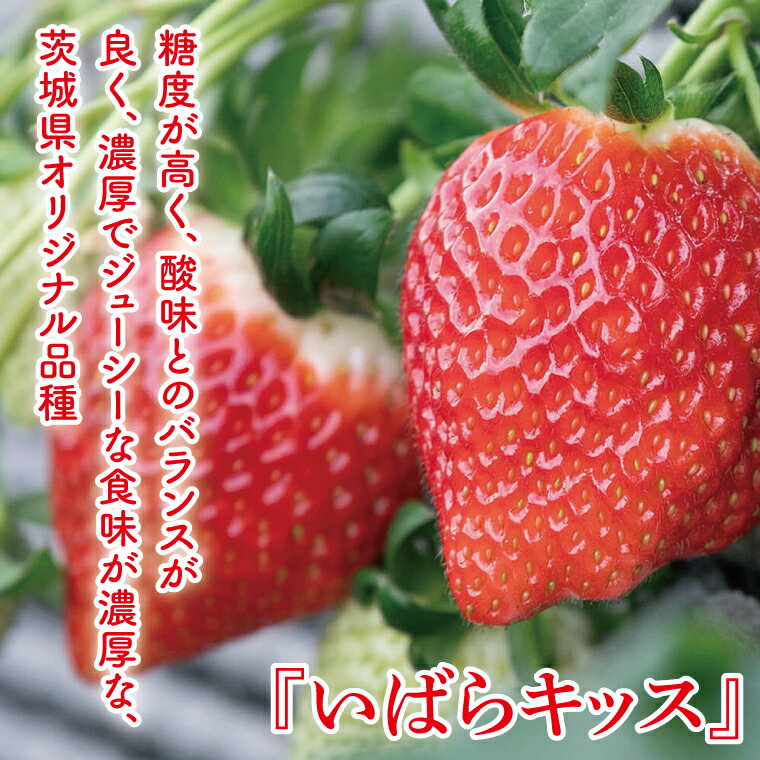 【ふるさと納税】【12月中旬より順次発送】【数量限定】茨城県オリジナル品種『いばらキッス』DX300g×2パック【いちご 苺 フルーツ 果物 くだもの 水戸市 茨城県】（DO-3）