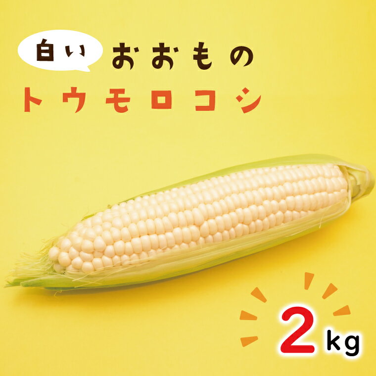 とうもろこし生産量日本2位の茨城県からお届けします♪ こちらの品種は粒皮が柔らかく、色はクリーム色系のホワイトではなく、美しい真っ白な純白です。 甘味がきわめて強く、黄色いとうもろこしに比べて糖度が高いのが特徴。 あまり馴染みのない白い粒のとうもろこしですが 完熟メロンと同じくらいの糖度だといわれています☆彡 果汁はミルクのように白くまろやかな風味です。 また、実がやわらかいため生のまま食べることもできます。 名称 白いおおもの(トウモロコシ) 原材料名 トウモロコシ 内容量 2kg 賞味期限 冷蔵で2〜3日、冷凍で1ヶ月 保存方法 ・生のまま 皮付きのまま1本ずつ新聞紙などで包み、さらにラップやポリ袋に入れ冷蔵庫または冷凍庫へ ・茹でとうもろこし 熱いうちに1本ずつラップで包み粗熱がとれたら冷蔵庫へ ・冷凍保存の場合　 硬めに茹でて熱いうちに1本ずつラップで包み、粗熱がとれたら表面の水気をふきとり保存袋に入れ冷凍庫へ 生のままも茹でた場合も冷蔵で2〜3日、冷凍で1か月程度です。 鮮度が落ちると糖度も落ちてしまいますので、届いたらすぐ冷蔵庫に入れるか加熱して保存してください♪ 申込 2024年7月31日まで 配送 ご入金確認後、6月下旬以降ご準備出来次第順次発送予定。 ※生産の都合により遅れる場合がございますのでご了承下さい。 ※生育状況により、配送時期が前後する場合がございます。 注意事項 画像はイメージです 提供元 ふるさと工房 ・ふるさと納税よくある質問はこちら ・寄付申込みのキャンセル、返礼品の変更・返品はできません。あらかじめご了承ください。白いおおもの(トウモロコシ)2Kg 入金確認後、注文内容確認画面の【注文者情報】に記載の住所に20日以内に発送いたします。 ワンストップ特例申請書は入金確認後20日以内に、お礼の特産品とは別に住民票住所へお送り致します。