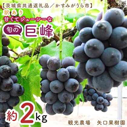 【先行予約】【8月中旬以降発送】訳あり　バラ粒2kg　甘くてジューシーな旬の巨峰【茨城県共通返礼品／かすみがうら市】（FW-6-1）