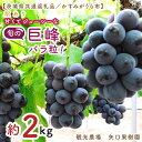 【ふるさと納税】【8月より順次発送】【数量限定】訳あり バラ粒 箱込み2kg 甘くてジューシーな旬の巨峰【茨城県共通返礼品/かすみがうら市】【茨城県 水戸市 果物 くだもの フルーツ 巨峰 きょほう バラ粒 先行予約】(FW-16)