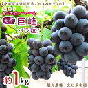 【ふるさと納税】【8月より順次発送】【数量限定】訳あり バラ粒 箱込み1kg 甘くてジューシーな旬の巨峰【茨城県共通返礼品/かすみがうら市】【茨城県 水戸市 果物 くだもの フルーツ 巨峰 きょほう バラ粒 先行予約】(FW-17)