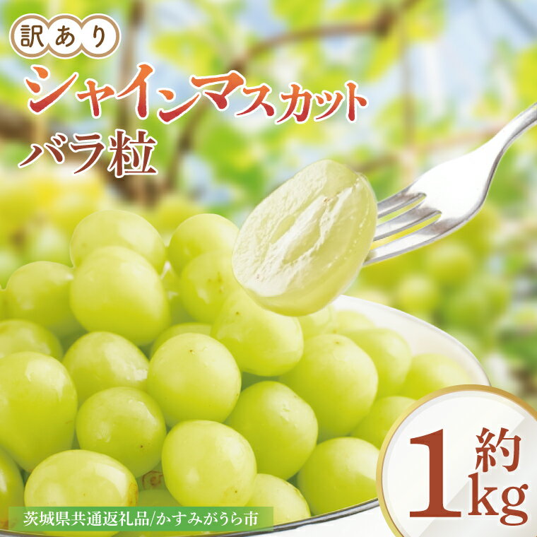 9月より順次発送 数量限定 訳あり バラ粒 箱込み1kg シャインマスカット(茨城県共通返礼品/かすみがうら市)果物 くだもの フルーツ ブドウ ぶどう 葡萄 マスカット シャインマスカット わけあり 期間限定 産地直送 茨城県 水戸市(FW-9)