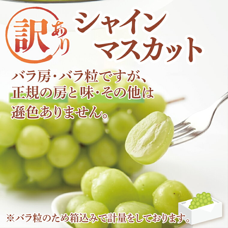 【ふるさと納税】9月より順次発送 数量限定 訳あり バラ粒 箱込み1kg シャインマスカット（茨城県共通返礼品／かすみがうら市）果物 くだもの フルーツ ブドウ ぶどう 葡萄 マスカット シャインマスカット わけあり 期間限定 産地直送 茨城県 水戸市（FW-9）