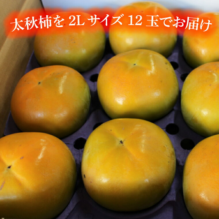 【ふるさと納税】【先行予約】【期間限定】太秋柿 2L 12玉【茨城県共通返礼品/石岡市】(IU-5)