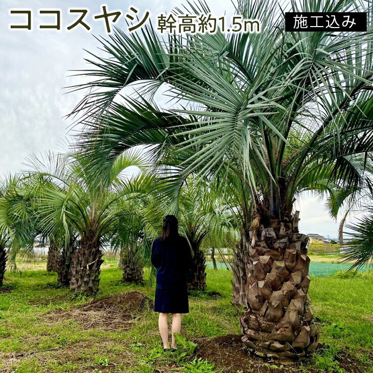 ココスヤシ 幹高約1.5m[施工込み]※2023年3月中旬〜10月中旬頃に順次発送予定※北海道・東北・北関東(一部)・沖縄・離島への配送不可(AU-1)