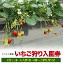 【ふるさと納税】いちご狩り入園券2枚セット(大人1枚、4歳〜小学生1枚)※離島への配送不可