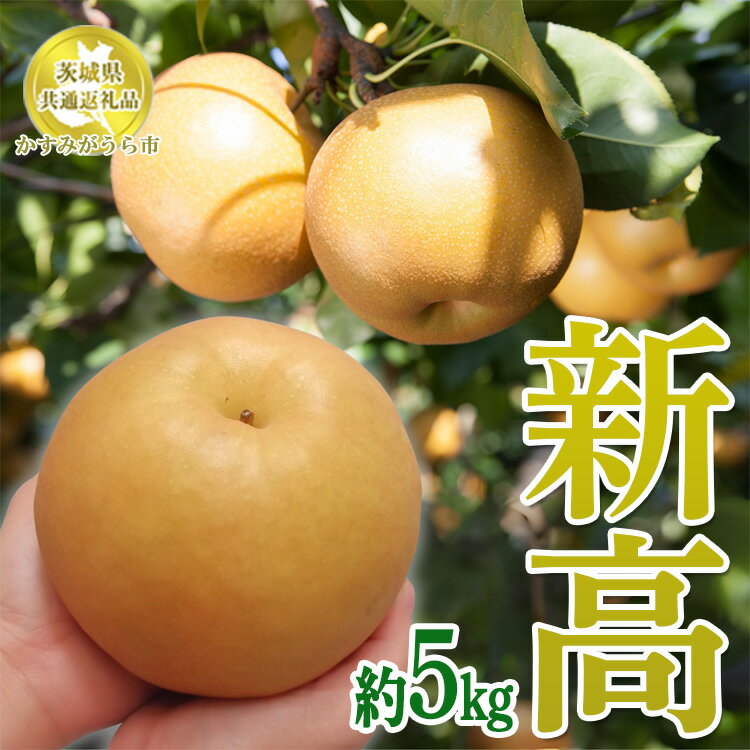 【ふるさと納税】【先行予約限定】 茨城県産【新高梨】約5kg