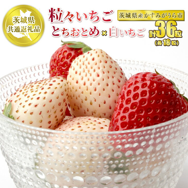 【ふるさと納税】粒々いちご36粒 とちおとめと白いちご【茨城県共通返礼品　かすみがうら市産】※2023年12月下旬～2024年1月下旬頃に順次発送予定のサムネイル