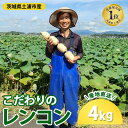 【ふるさと納税】こだわりのレンコン4kg | ギフト 産地直送 茨城県 土浦市産 れんこん 蓮根 シャキシャキ 甘み 送料無料 ※離島への配送不可 ※2025年...