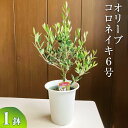 【ふるさと納税】オリーブ コロネイキ6号 ※離島への配送不可| 観葉植物 植物 グリーン オリーブの木 コロネイキ 室内 苗 鉢植え シンボルツリー ギフト 贈...