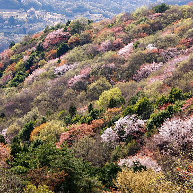 【ふるさと納税】EY02_【数量限定】山桜はちみつと春の田舎はちみつの3種ギフトセット[B3山桜] 【茨城県共通返礼品／五霞町】 生ハチミツ 非加熱 茨城県産※着日指定不可