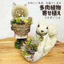 22位! 口コミ数「1件」評価「5」多肉植物の寄せ植え（りす）_FC09※北海道・沖縄・離島への配送不可