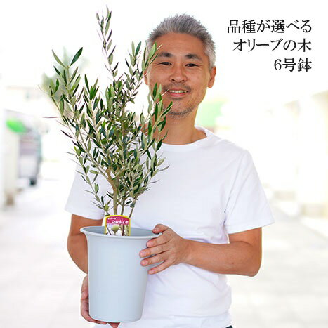 【ふるさと納税】オリーブの木 6号鉢 シンボルツリー_FC10 観葉植物 オリーブ 苗木※北海道・沖縄・離島への配送不可