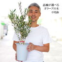 【ふるさと納税】オリーブの木 6号鉢 シンボルツリー ※離島への配送不可| 観葉植物 植物 グリーン オリーブの木 コロネイキ 室内 苗 鉢植え シンボルツリー...