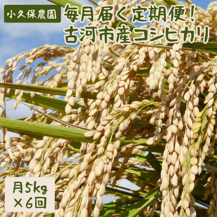 【ふるさと納税】AS06_毎月届く定期便！古河市産コシヒカリ5kg×6回 ふるさと納税 米 茨城県 【小久保農園】米/頒布会/分割配送/こしひかり/30kg