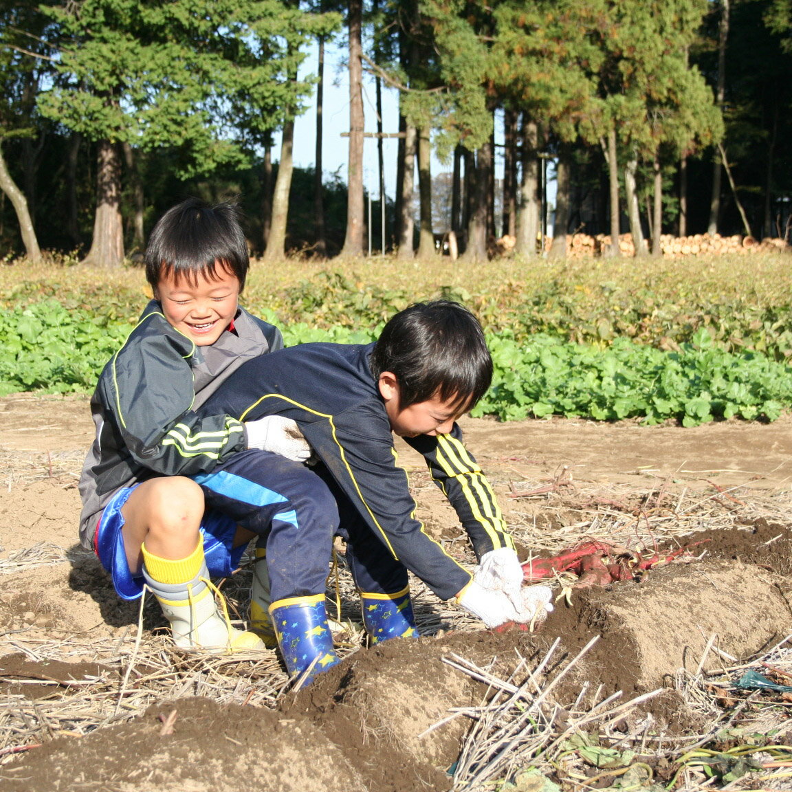 【ふるさと納税】ちょっと贅沢な遊び！！時間を楽しむオーガニックレストランの招待券(5名分)＆サツマイモ堀り体験＋お米のおまけ付き