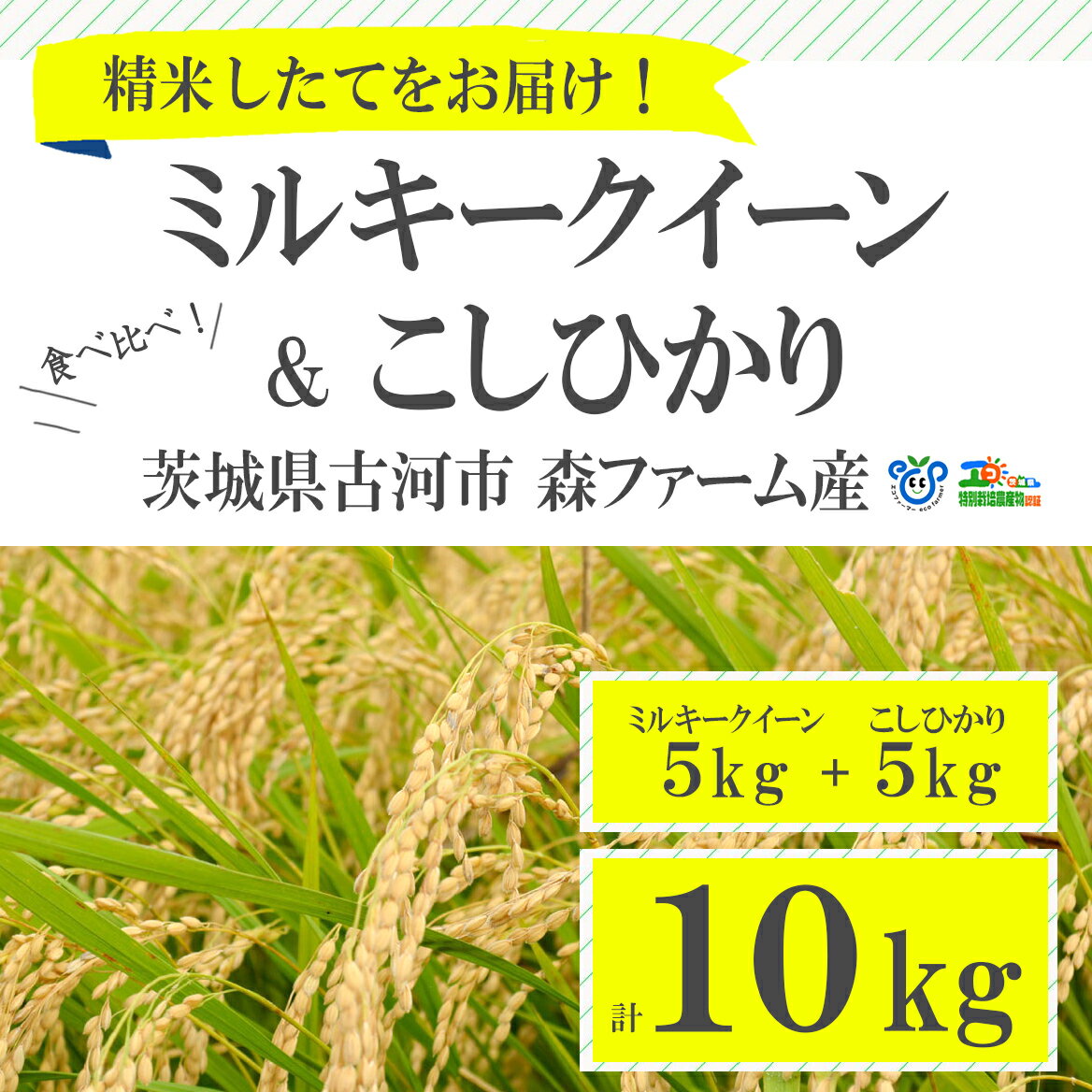 食べくらべ!特別栽培米 こしひかりとミルキークイーン5kgずつのセット_BI01